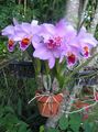 Photo Herbaceous Plant Dendrobium Orchid Indoor Plants, House Flowers growing and characteristics
