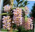 Foto Grasig Dendrobium Orchidee Topfblumen wächst und Merkmale