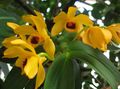 Photo Herbaceous Plant Dendrobium Orchid Indoor Plants, House Flowers growing and characteristics