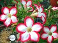 red Indoor Plants, House Flowers Desert Rose tree, Adenium characteristics, Photo