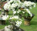 white Indoor Plants, House Flowers Desert Rose tree, Adenium characteristics, Photo