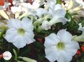 white Indoor Plants, House Flowers Desert Rose tree, Adenium characteristics, Photo