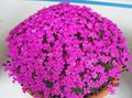 Photo Herbaceous Plant Dianthus Indoor Plants, House Flowers growing and characteristics