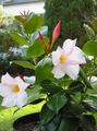 Foto Ampelen Dipladenia, Mandevilla Topfblumen wächst und Merkmale