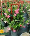 Photo Hanging Plant Dipladenia, Mandevilla Indoor Plants, House Flowers growing and characteristics