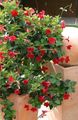 Photo Hanging Plant Dipladenia, Mandevilla Indoor Plants, House Flowers growing and characteristics