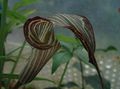 Foto Grasig Dragon Arum, Kobra-Pflanze, Amerikanische Wake Robin, Jack In Der Kanzel Topfblumen wächst und Merkmale