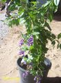 Photo Tree Duranta, Honey Drops, Golden Dewdrop, Pigeon Berry Indoor Plants, House Flowers growing and characteristics