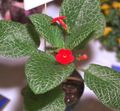 Photo Herbaceous Plant Episcia Indoor Plants, House Flowers growing and characteristics