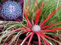 Photo Herbaceous Plant Fascicularia bicolor Indoor Plants, House Flowers growing and characteristics