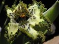 Foto Grasig Ferraria Topfblumen wächst und Merkmale
