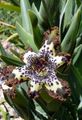 Photo Herbaceous Plant Ferraria Indoor Plants, House Flowers growing and characteristics