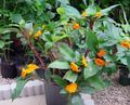 Photo Herbaceous Plant Fiery Costus Indoor Plants, House Flowers growing and characteristics
