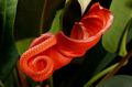 Photo Herbaceous Plant Flamingo Flower, Heart Flower  growing and characteristics
