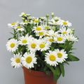 Photo Herbaceous Plant Florists Mum, Pot Mum Indoor Plants, House Flowers growing and characteristics
