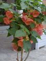Photo Tree Flowering Maple, Weeping Maple, Chinese Lantern  growing and characteristics