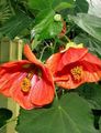 Photo Tree Flowering Maple, Weeping Maple, Chinese Lantern  growing and characteristics