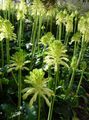 Photo Herbaceous Plant Forest Lily Indoor Plants, House Flowers growing and characteristics