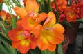 Photo Herbaceous Plant Freesia Indoor Plants, House Flowers growing and characteristics