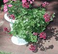 Photo Herbaceous Plant Geranium Indoor Plants, House Flowers growing and characteristics