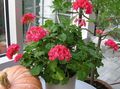 Photo Herbaceous Plant Geranium Indoor Plants, House Flowers growing and characteristics