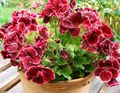 koyu kırmızı Kapalı bitkiler, Evin çiçekler Sardunya otsu bir bitkidir, Pelargonium özellikleri, fotoğraf