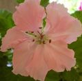 rožinis Vidinis augalai, Namas Gėlės Pelargonija žolinis augalas, Pelargonium charakteristikos, Nuotrauka