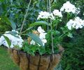 hvid Indendørs Planter, Hus Blomster Geranium urteagtige plante, Pelargonium egenskaber, Foto