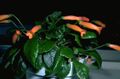 оранжев Интериорни цветове Gesneria тревисто характеристики, снимка