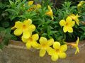 yellow Indoor Plants, House Flowers Golden Trumpet Shrub liana, Allamanda characteristics, Photo