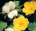 sárga Ház Virágok Gossypium, Gyapotnövényt cserje jellemzők, fénykép