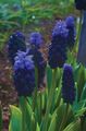 Photo Herbaceous Plant Grape Hyacinth Indoor Plants, House Flowers growing and characteristics