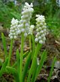 Photo Herbaceous Plant Grape Hyacinth Indoor Plants, House Flowers growing and characteristics