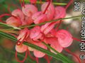 Photo Shrub Grevillea Indoor Plants, House Flowers growing and characteristics
