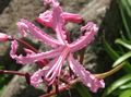 Foto Grasig Guernsey Lilie Topfblumen wächst und Merkmale