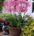 pink Indoor Plants, House Flowers Guernsey Lily herbaceous plant, Nerine characteristics, Photo