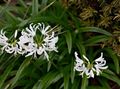 biely Kvetinové Kvety Guernsey Ľalia trávovitý, Nerine vlastnosti, fotografie