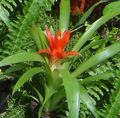 Photo Herbaceous Plant Guzmania Indoor Plants, House Flowers growing and characteristics