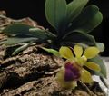 žlutý Pokojové květiny Haraella bylinné charakteristiky, fotografie