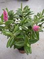Photo Shrub Hebe Indoor Plants, House Flowers growing and characteristics