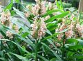 Photo Herbaceous Plant Hedychium, Butterfly Ginger Indoor Plants, House Flowers growing and characteristics