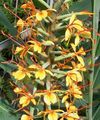 Photo Herbaceous Plant Hedychium, Butterfly Ginger Indoor Plants, House Flowers growing and characteristics