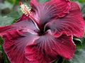 Photo Shrub Hibiscus Indoor Plants, House Flowers growing and characteristics