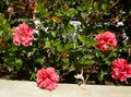 pinkki Sisäkukat Hibiscus pensaikot ominaisuudet, kuva