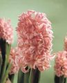 Foto Grasig Hyazinthe Topfblumen wächst und Merkmale