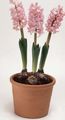 ピンク 屋内植物, ハウスフラワーズ ヒヤシンス 草本植物, Hyacinthus 特性, フォト
