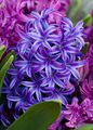 Photo Herbaceous Plant Hyacinth Indoor Plants, House Flowers growing and characteristics