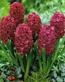 vinous Krukblommor Hyacint örtväxter, Hyacinthus egenskaper, Fil