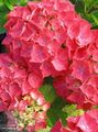 Foto Sträucher Hydrangea, Lacecap Topfblumen wächst und Merkmale