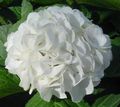 Photo Shrub Hydrangea, Lacecap Indoor Plants, House Flowers growing and characteristics